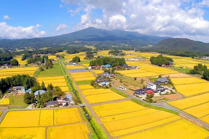 黄金色の稲田と里山が広がる大玉村の農村風景